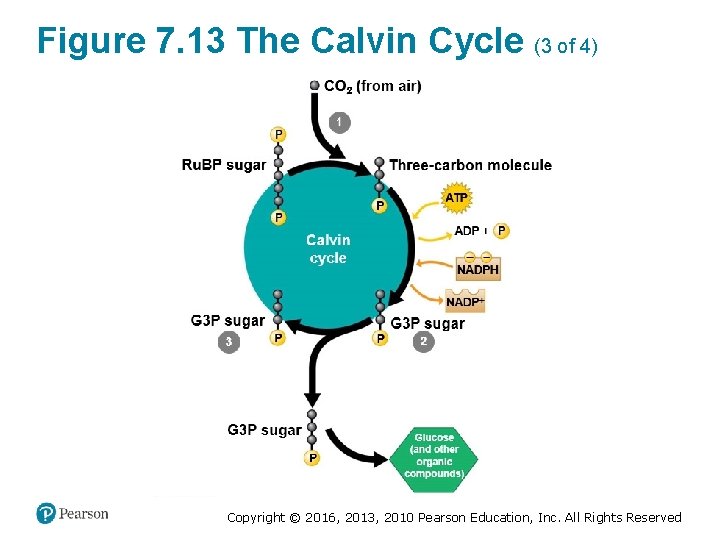 Figure 7. 13 The Calvin Cycle (3 of 4) Copyright © 2016, 2013, 2010