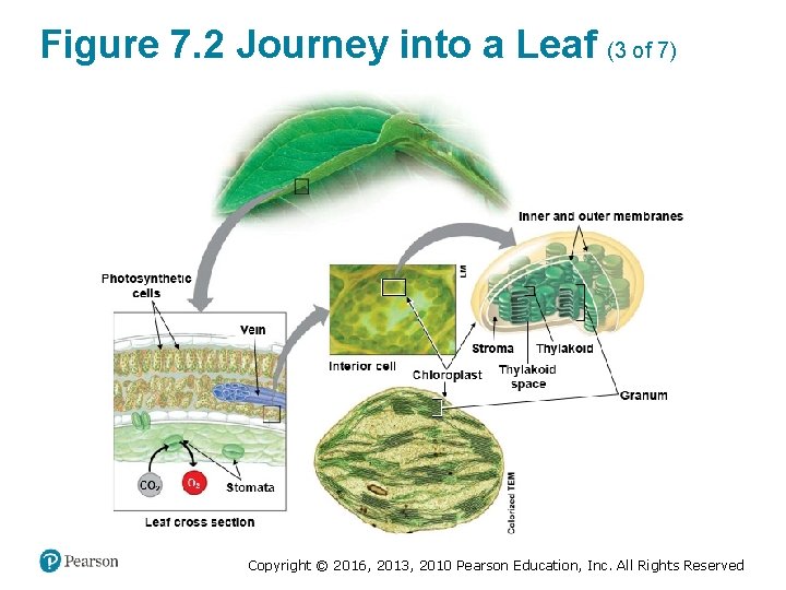 Figure 7. 2 Journey into a Leaf (3 of 7) Copyright © 2016, 2013,