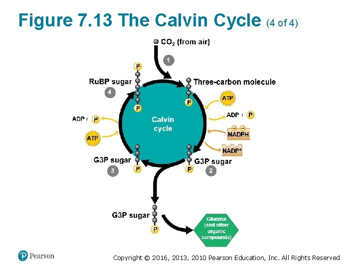 Figure 7. 13 The Calvin Cycle (4 of 4) Copyright © 2016, 2013, 2010