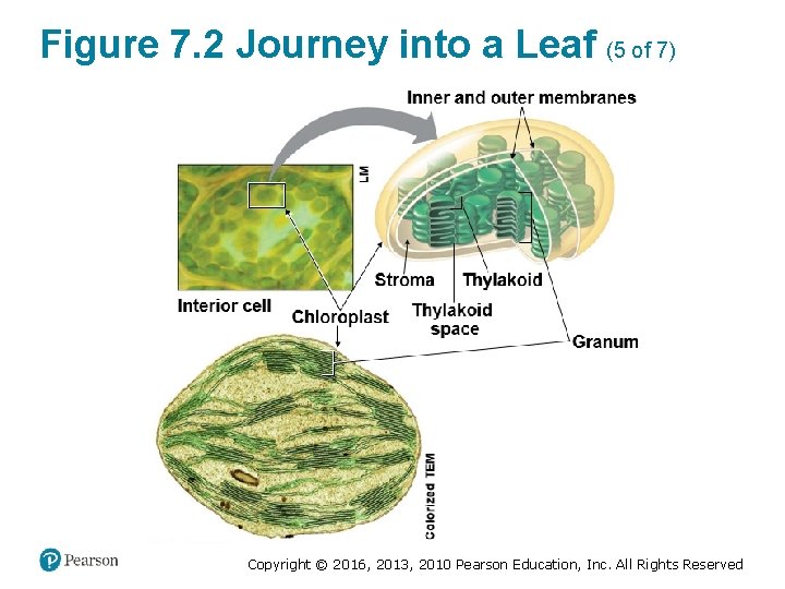 Figure 7. 2 Journey into a Leaf (5 of 7) Copyright © 2016, 2013,