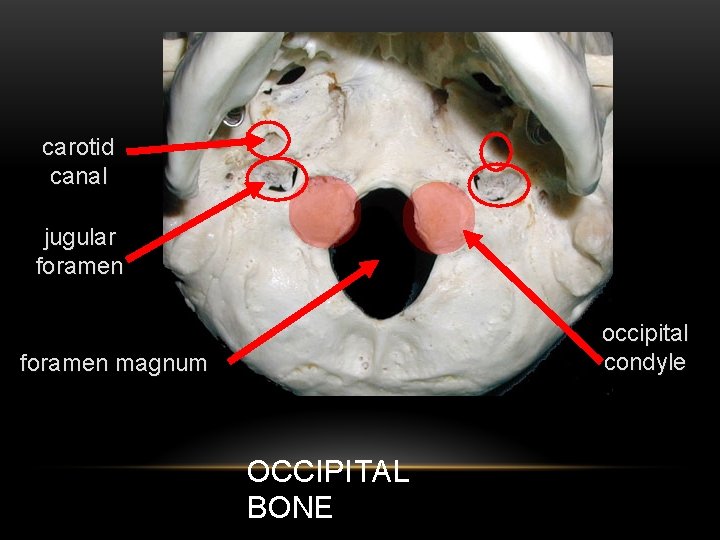 carotid canal jugular foramen occipital condyle foramen magnum OCCIPITAL BONE 
