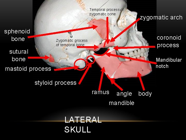 Temporal process of zygomatic bone sphenoid bone zygomatic arch coronoid process Zygomatic process of