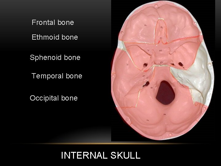 Frontal bone Ethmoid bone Sphenoid bone Temporal bone Occipital bone INTERNAL SKULL 