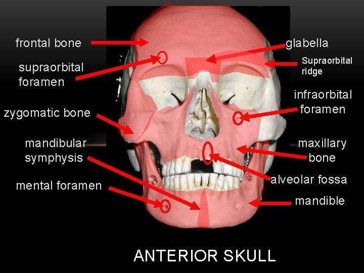 AXIAL SKELETON SKULL TUTORIAL frontal bone glabella Supraorbital