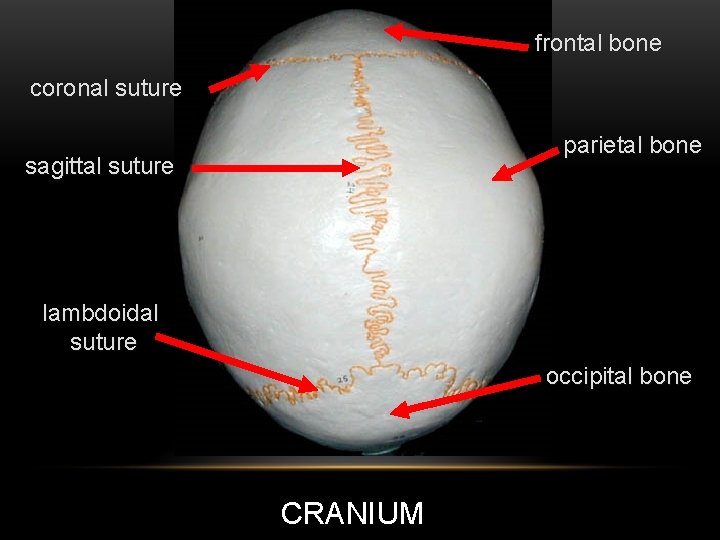 frontal bone coronal suture parietal bone sagittal suture lambdoidal suture occipital bone CRANIUM 