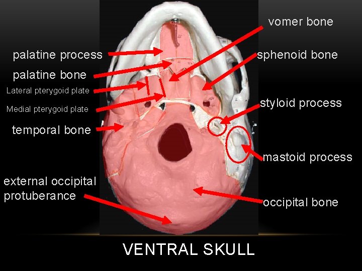 vomer bone palatine process sphenoid bone palatine bone Lateral pterygoid plate styloid process Medial