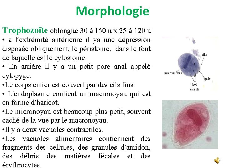 Morphologie Trophozoïte oblongue 30 á 150 u x 25 á 120 u • à