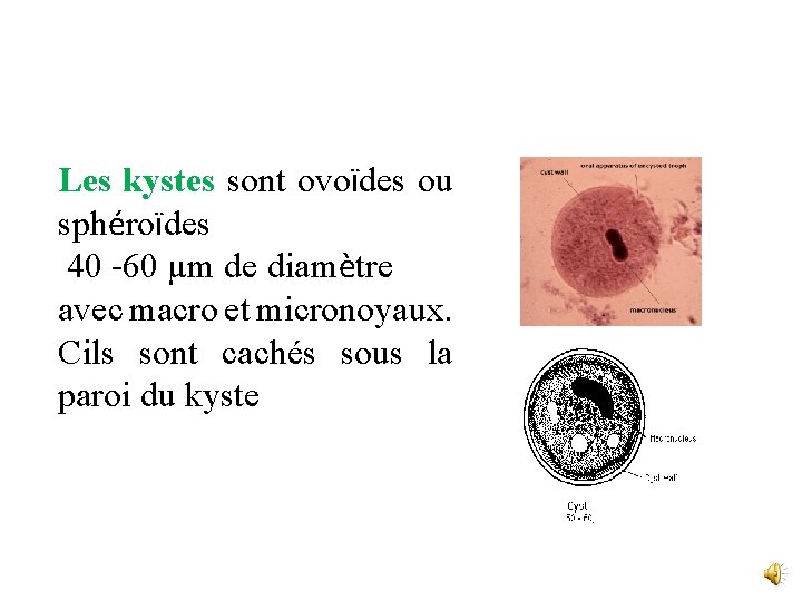 Les kystes sont ovoïdes ou sphéroïdes 40 -60 µm de diamètre avec macro et