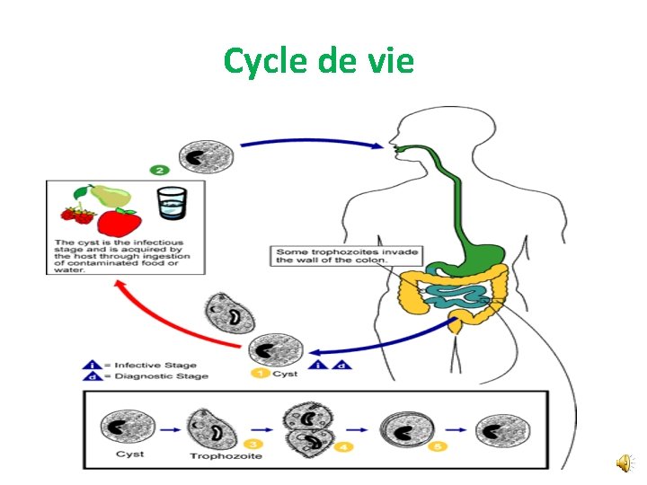 Cycle de vie 