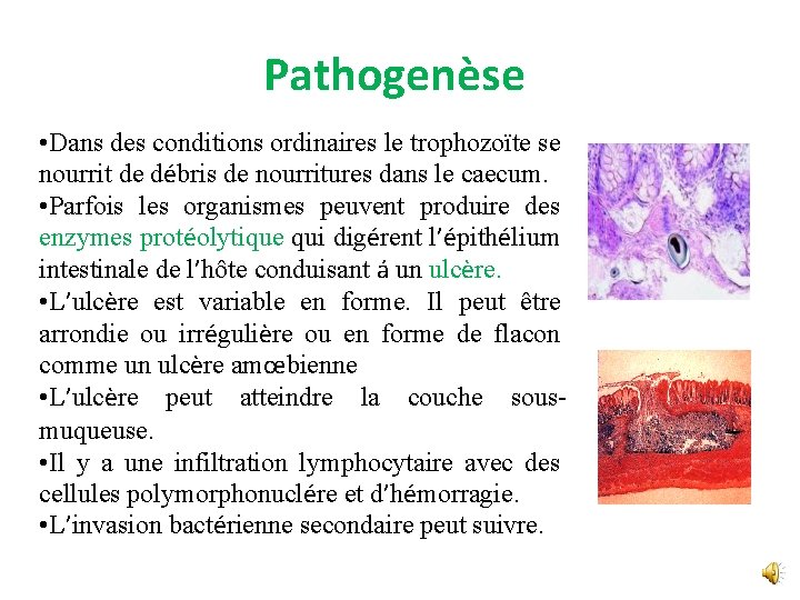 Pathogenèse • Dans des conditions ordinaires le trophozoїte se nourrit de débris de nourritures