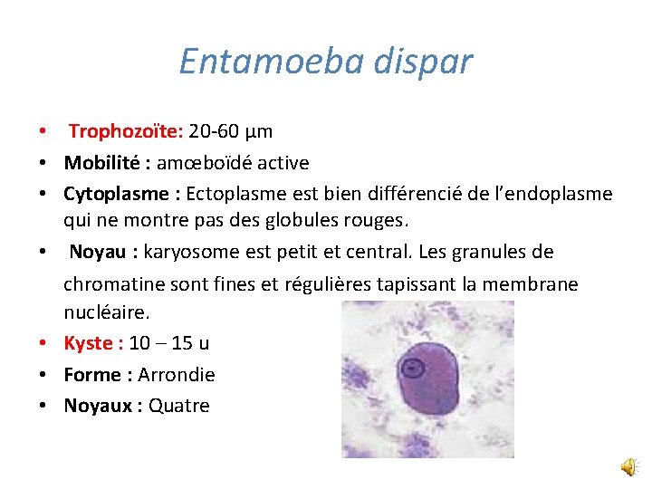 Entamoeba dispar • Trophozoїte: 20 -60 µm • Mobilité : amœboїdé active • Cytoplasme