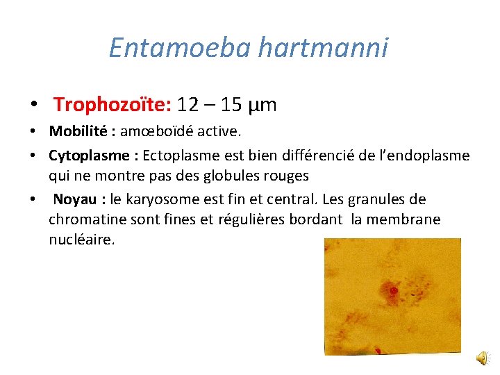 Entamoeba hartmanni • Trophozoїte: 12 – 15 µm • Mobilité : amœboїdé active. •