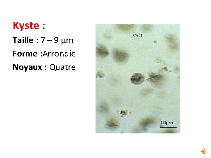 Kyste : Taille : 7 – 9 µm Forme : Arrondie Noyaux : Quatre