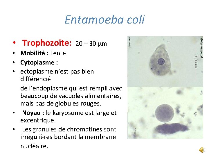 Entamoeba coli • Trophozoїte: 20 – 30 µm • Mobilité : Lente. • Cytoplasme