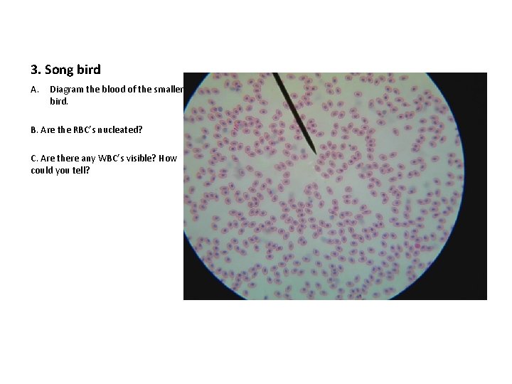 3. Song bird A. Diagram the blood of the smaller bird. B. Are the