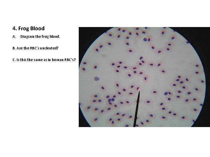 4. Frog Blood A. Diagram the frog blood. B. Are the RBC’s nucleated? C.
