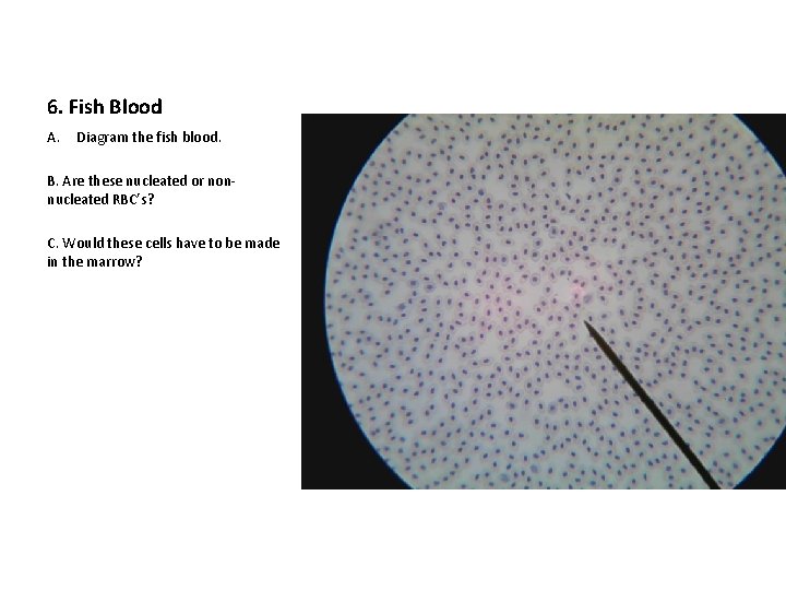 6. Fish Blood A. Diagram the fish blood. B. Are these nucleated or nonnucleated