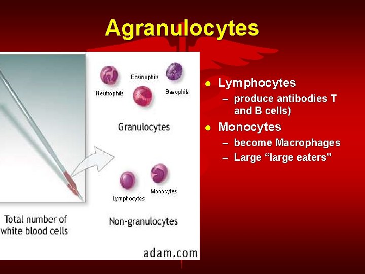 Agranulocytes Lymphocytes – produce antibodies T and B cells) Monocytes – become Macrophages –