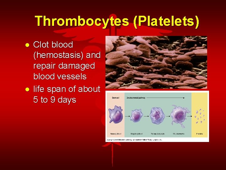 Thrombocytes (Platelets) Clot blood (hemostasis) and repair damaged blood vessels life span of about