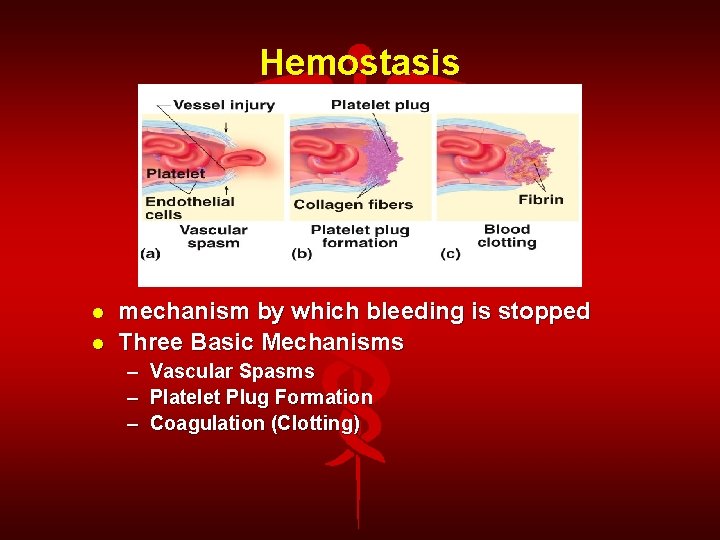 Hemostasis mechanism by which bleeding is stopped Three Basic Mechanisms – – – Vascular