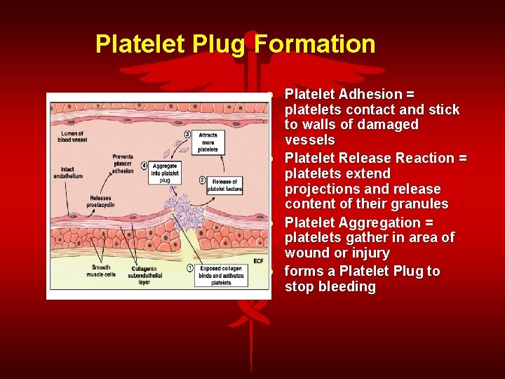 Platelet Plug Formation Platelet Adhesion = platelets contact and stick to walls of damaged