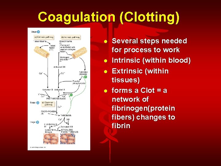 Coagulation (Clotting) Several steps needed for process to work Intrinsic (within blood) Extrinsic (within