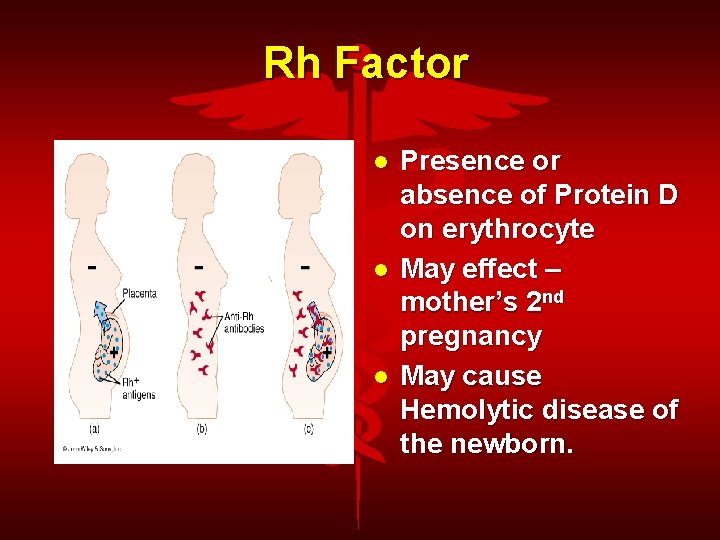 Rh Factor Presence or absence of Protein D on erythrocyte May effect – mother’s