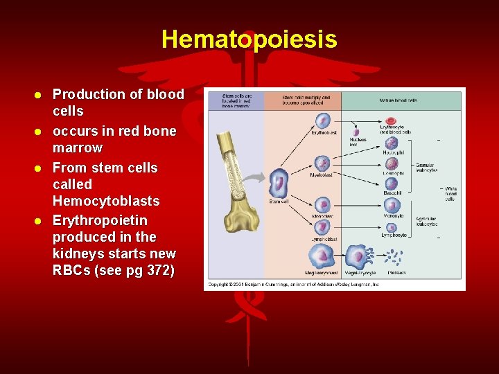 Hematopoiesis Production of blood cells occurs in red bone marrow From stem cells called