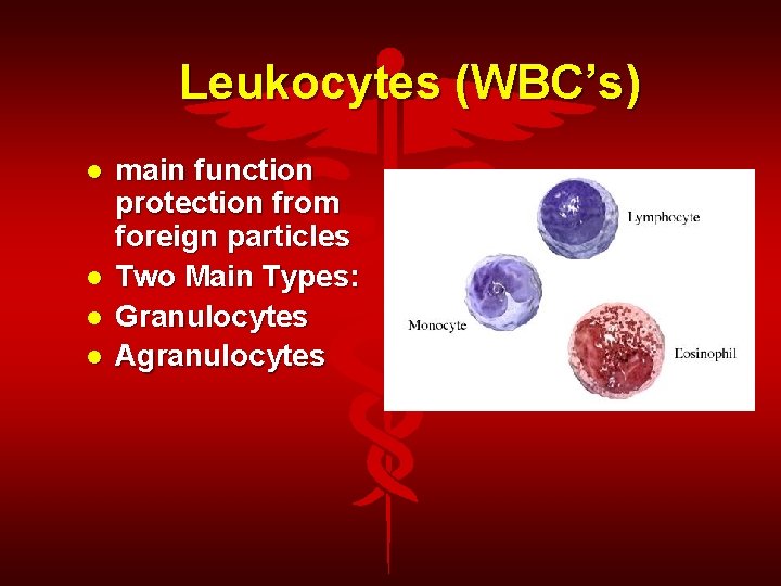 Leukocytes (WBC’s) main function protection from foreign particles Two Main Types: Granulocytes Agranulocytes 