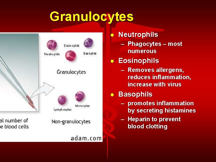Granulocytes Neutrophils – Phagocytes – most numerous Eosinophils – Removes allergens, reduces inflammation, increase