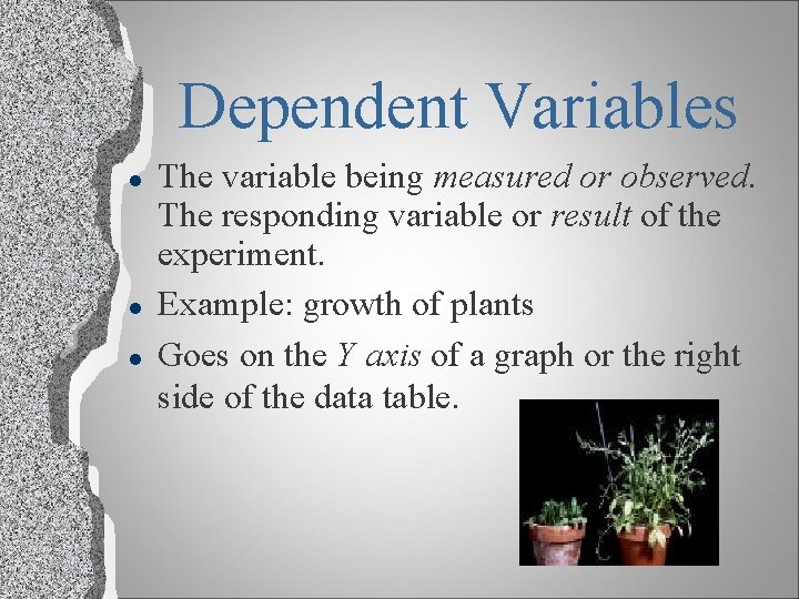 Dependent Variables l l l The variable being measured or observed. The responding variable