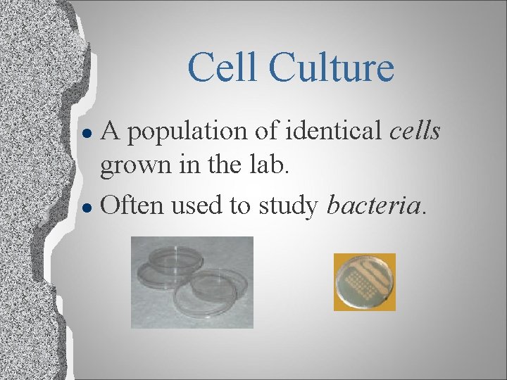 Cell Culture A population of identical cells grown in the lab. l Often used