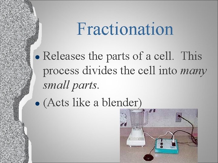 Fractionation Releases the parts of a cell. This process divides the cell into many