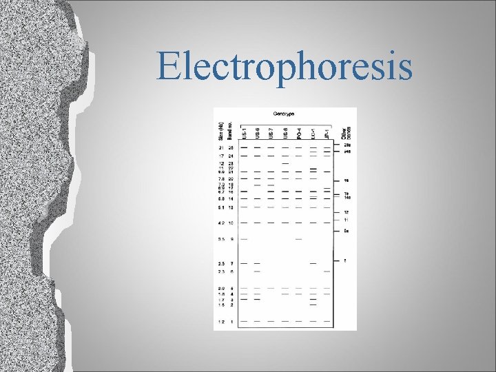 Electrophoresis 
