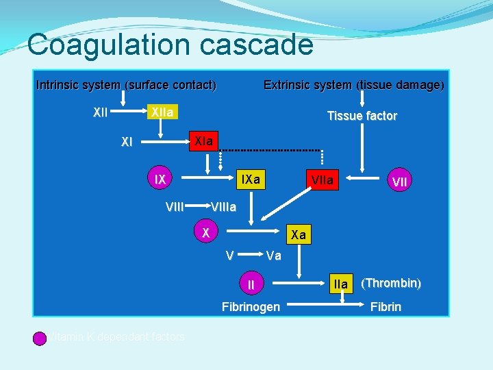 Coagulation cascade Intrinsic system (surface contact) Extrinsic system (tissue damage) XIIa XII Tissue factor