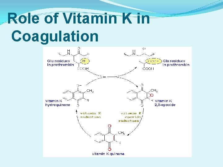 Role of Vitamin K in Coagulation 