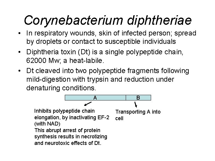 Corynebacterium diphtheriae • In respiratory wounds, skin of infected person; spread by droplets or