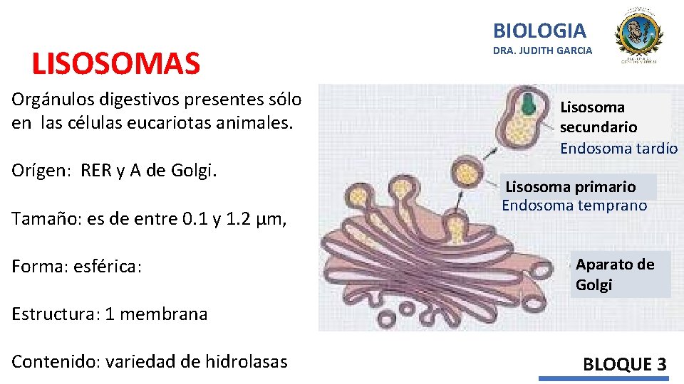 LISOSOMAS Orgánulos digestivos presentes sólo en las células eucariotas animales. Orígen: RER y A