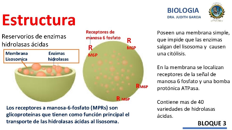 Estructura Reservorios de enzimas hidrolasas ácidas Membrana Lisosomica Enzimas hidrolasas BIOLOGIA DRA. JUDITH GARCIA