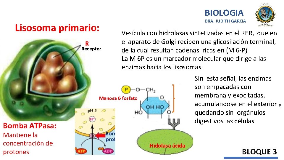 BIOLOGIA Lisosoma primario: Receptor DRA. JUDITH GARCIA Vesícula con hidrolasas sintetizadas en el RER,