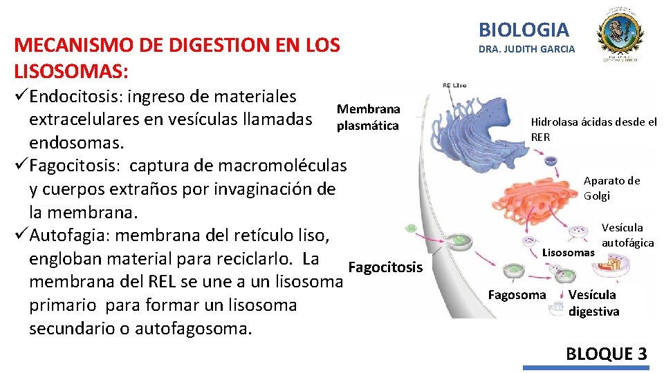MECANISMO DE DIGESTION EN LOS LISOSOMAS: üEndocitosis: ingreso de materiales Membrana extracelulares en vesículas