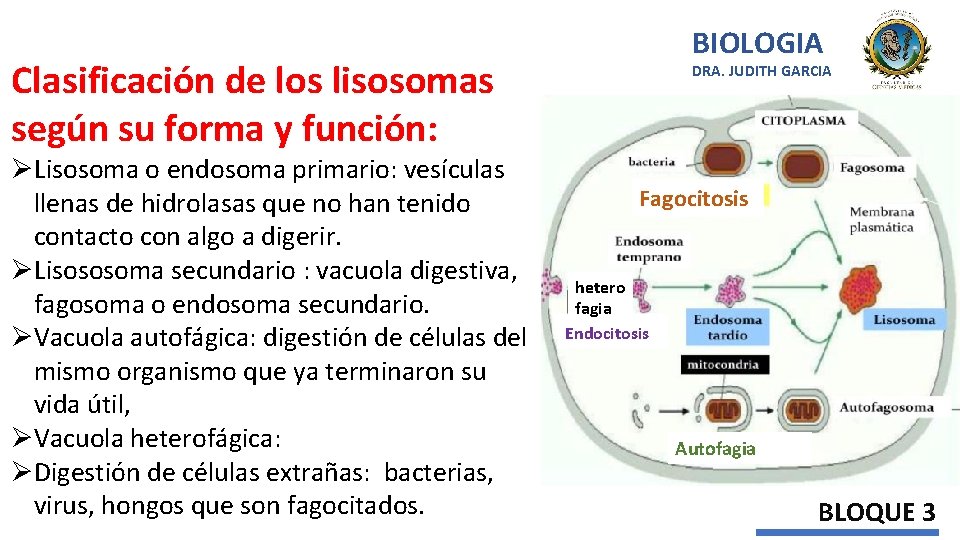 BIOLOGIA Clasificación de los lisosomas según su forma y función: ØLisosoma o endosoma primario: