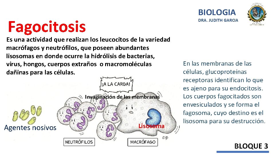 BIOLOGIA Fagocitosis DRA. JUDITH GARCIA Es una actividad que realizan los leucocitos de la