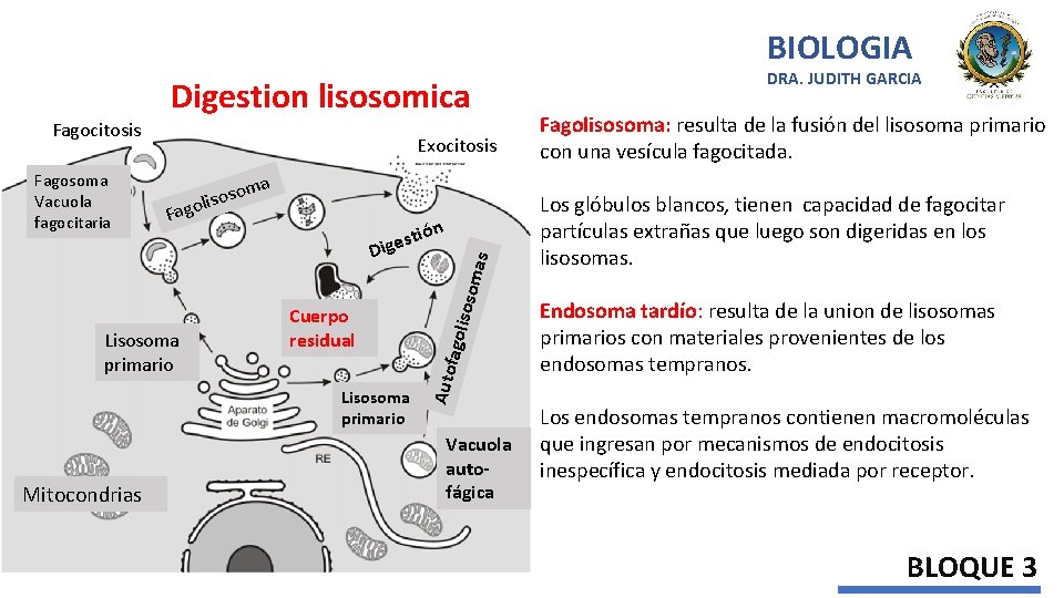 BIOLOGIA Lisosoma primario Cuerpo residual mas st e g i D Lisosoma primario Mitocondrias