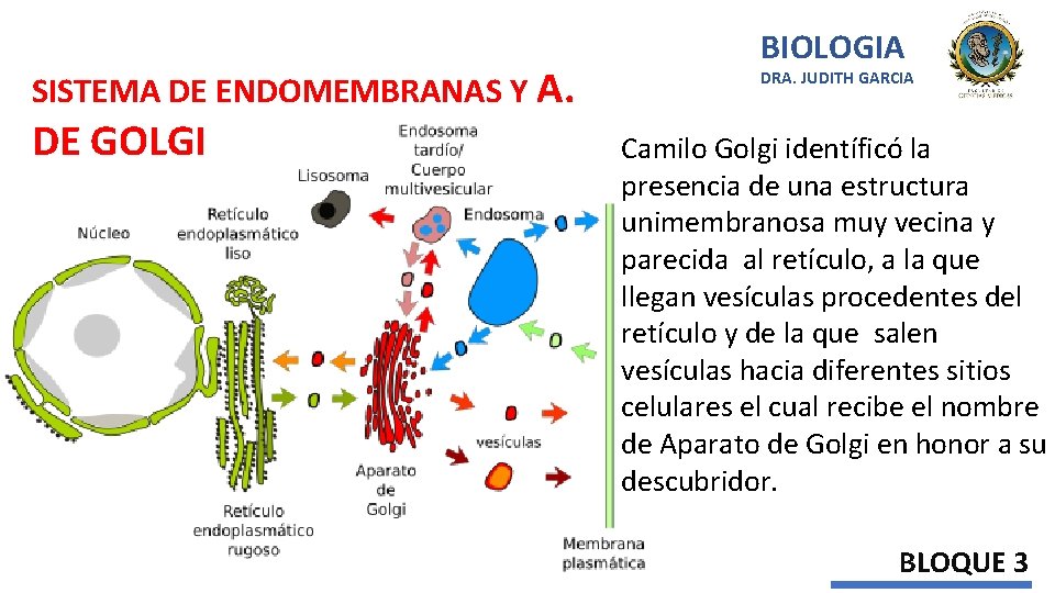 SISTEMA DE ENDOMEMBRANAS Y A. DE GOLGI BIOLOGIA DRA. JUDITH GARCIA Camilo Golgi identíficó