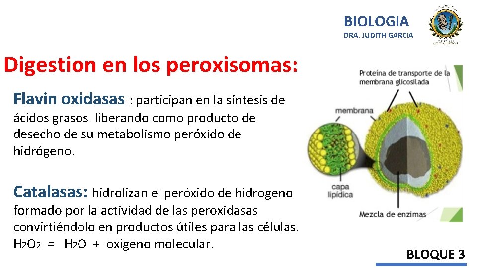 BIOLOGIA DRA. JUDITH GARCIA Digestion en los peroxisomas: Flavin oxidasas : participan en la