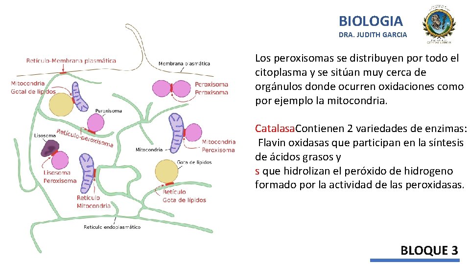 BIOLOGIA DRA. JUDITH GARCIA Los peroxisomas se distribuyen por todo el citoplasma y se