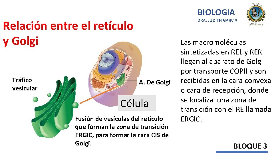 BIOLOGIA DRA. JUDITH GARCIA Relación entre el retículo y Golgi Tráfico vesicular A. De