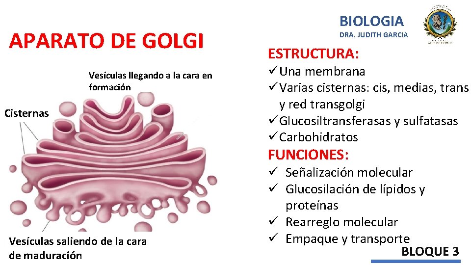 APARATO DE GOLGI Vesículas llegando a la cara en formación Cisternas Lu BIOLOGIA DRA.
