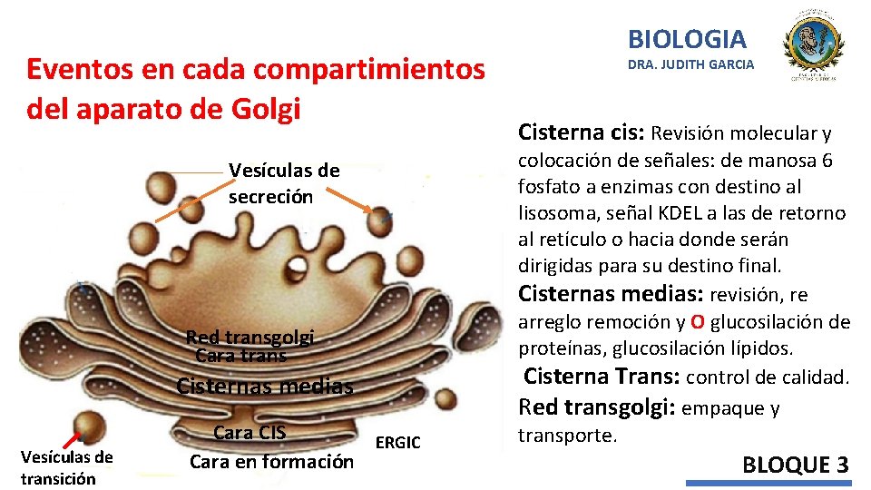 Eventos en cada compartimientos del aparato de Golgi D i c t i o